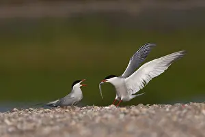 Sterna Hirundo Images Drucke: Common Tern, Sterna hirundo