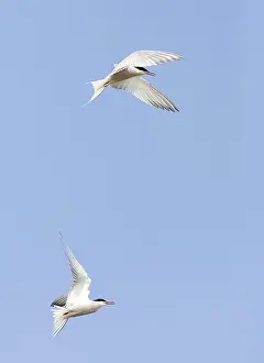 North Sea Coastal Birds Drucke: Common Tern, Sterna hirundo