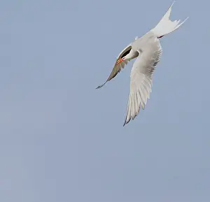 North Sea Nature Reserve Drucke: Common Tern, Sterna hirundo