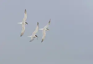 Bilder Datiert 1. Mai 2009: Gelbfußtern, Sterna hirundo.