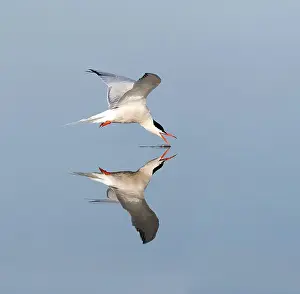 Sterna Hirundo Images Drucke: Common Tern, Sterna hirundo