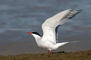 Texel Island Nature Reserve Drucke: Common Tern, Sterna hirundo