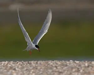 Common Tern, Sterna hirundo