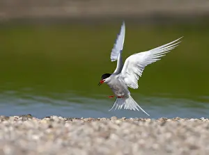 Common Tern, Sterna hirundo