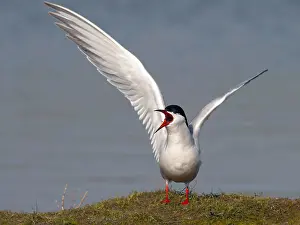 Coastal Wildlife Drucke: Common Tern, Sterna hirundo