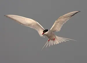 Free Nature Photography Drucke: Common Tern, Sterna hirundo