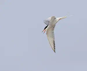 Bilder Datiert 1. Mai 2009: Gelbfußtern, Sterna hirundo.