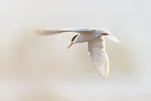 Bilder Datiert 7. Mai 2010: Gelbbauchsturmtaucher, Sterna hirundo