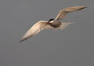 Common Tern, Sterna hirundo