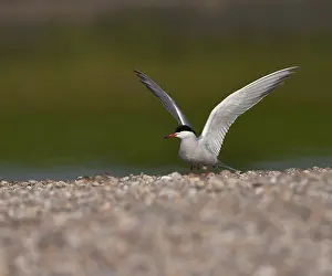 European Coastal Wildlife Drucke: Common Tern, Sterna hirundo