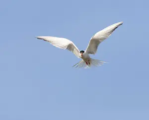 Bird Flight Photography Drucke: Common Tern, Sterna hirundo