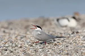 Bilder vom 7. Mai 2012: Gelbbauchsturmtaucher, Sterna hirundo