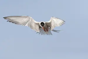 Bird Flight Photography Drucke: Common Tern, Sterna hirundo