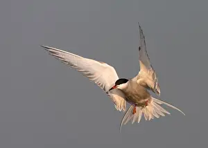 Common Tern In Flight Drucke: Common Tern, Sterna hirundo