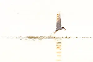 Gerahmter Druck : Gelbbauchsturmtaucher, Sterna hirundo Gerahmter Druck : Gelbbauchsturmtaucher, Sterna hirundo