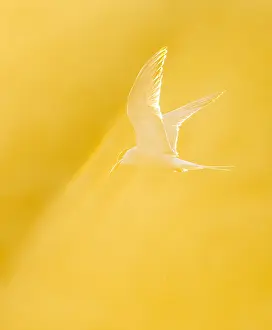 Bird Flight Photography Drucke: Common Tern, Sterna hirundo