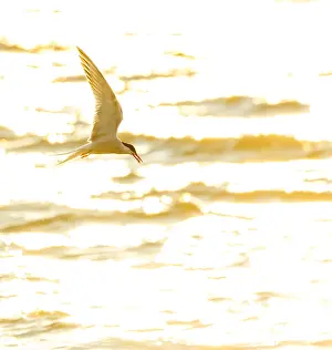 Gerahmter Druck : Gelbfuß-Tern, Sterna hirundo Gerahmter Druck : Gelbfuß-Tern, Sterna hirundo