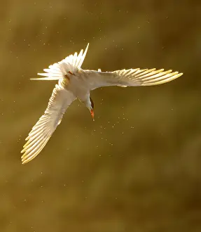 Bilder Datiert 9. Juni 2023: Gelbbraune Sternchaufler, Sterna hirundo