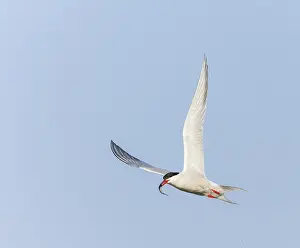Gelbbauchsturmtaucher, Sterna hirundo