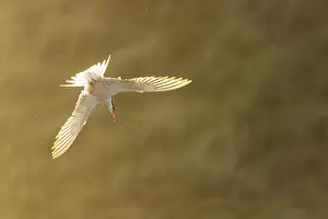 Bilder Datiert 9. Juni 2023: Gelbfuß-Tern, Sterna hirundo