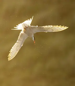 Wild Animal In Flight Drucke: Common Tern, Sterna hirundo