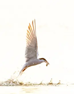 European Bird Species In Flight Drucke: Common Tern, Sterna hirundo