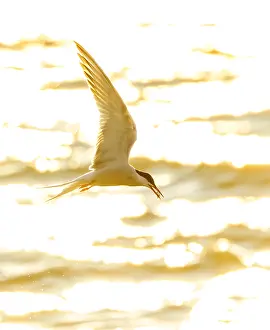 Gerahmter Druck : Gelbfuß-Seeschwalbe, Sterna hirundo Gerahmter Druck : Gelbfuß-Seeschwalbe, Sterna hirundo