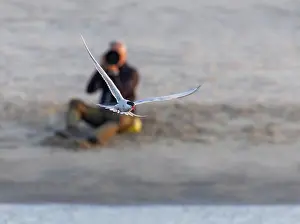 Gerahmter Druck : Gelbfuß-Seeschwalbe, Sterna hirundo Gerahmter Druck : Gelbfuß-Seeschwalbe, Sterna hirundo