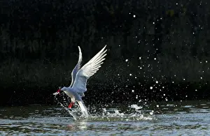 Common Tern In Flight Drucke: Common Tern, Sterna hirundo