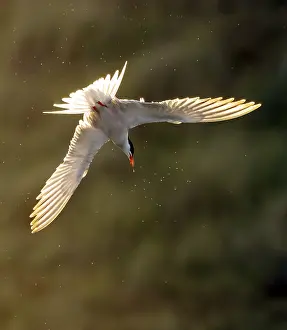 Common Tern In Flight Drucke: Common Tern, Sterna hirundo
