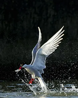Bird Flying Over Water Drucke: Common Tern, Sterna hirundo
