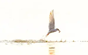 Bird Flying Over Water Drucke: Common Tern, Sterna hirundo