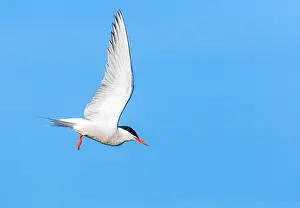 Common Tern, Sterna hirundo