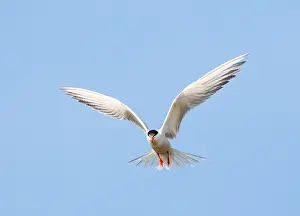 Adult Bird In Flight Drucke: Common Tern, Sterna hirundo