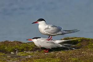 Bilder Datiert 23. April 2005: Graureiher, Sterna hirundo