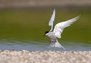 European Seabirds Flying Drucke: Common Tern, Sterna hirundo