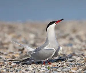 North Sea Coastal Birds Drucke: Common Tern, Sterna hirundo