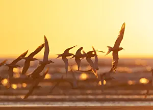 North Sea Beaches Drucke: Common Tern, Sterna hirundo