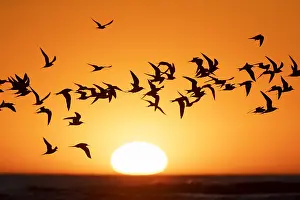 Beach Sunset Scene Drucke: Common Tern, Sterna hirundo