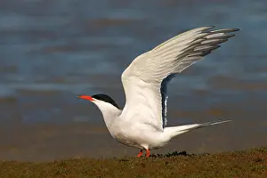 Texel Netherlands Wildlife Drucke: Common Tern, Sterna hirundo