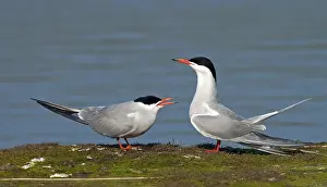 Common Tern, Sterna hirundo