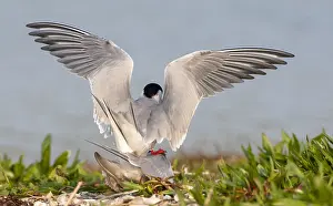 European Coastal Nature Drucke: Common Tern, Sterna hirundo