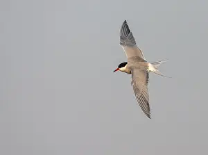 European Seabird Species Drucke: Common Tern, Sterna hirundo