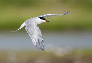 European Seabirds In Flight Drucke: Common Tern, Sterna hirundo
