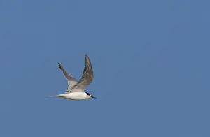 Common Tern In Flight Drucke: Common Tern, Sterna hirundo