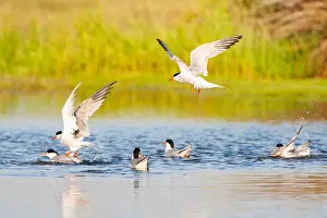 Sterna Hirundo Images Drucke: Common Tern, Sterna hirundo
