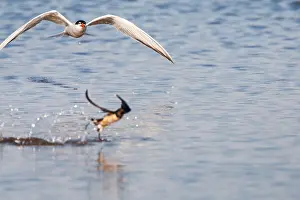 Common Tern, Sterna hirundo