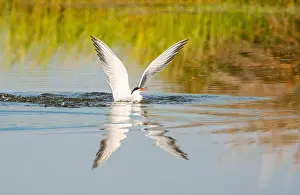 Mediterranean Wildlife Photography Drucke: Common Tern, Sterna hirundo