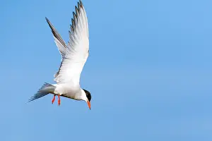 Mediterranean Wildlife Images Drucke: Common Tern, Sterna hirundo