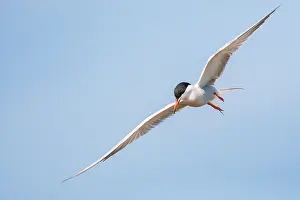 Common Tern, Sterna hirundo